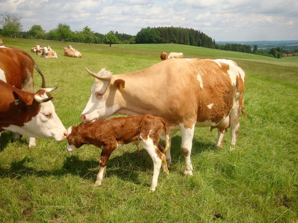 Baby- Und Kinderhof Aicherbauer Farm stay Seeham