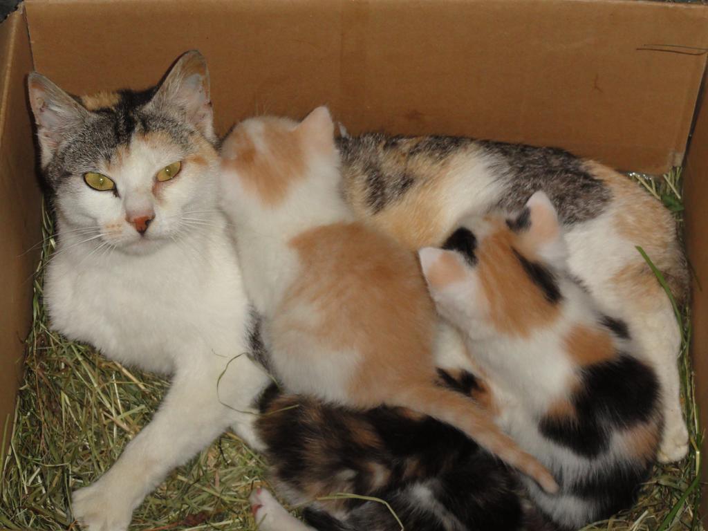 Farma Baby- Und Kinderhof Aicherbauer Seeham