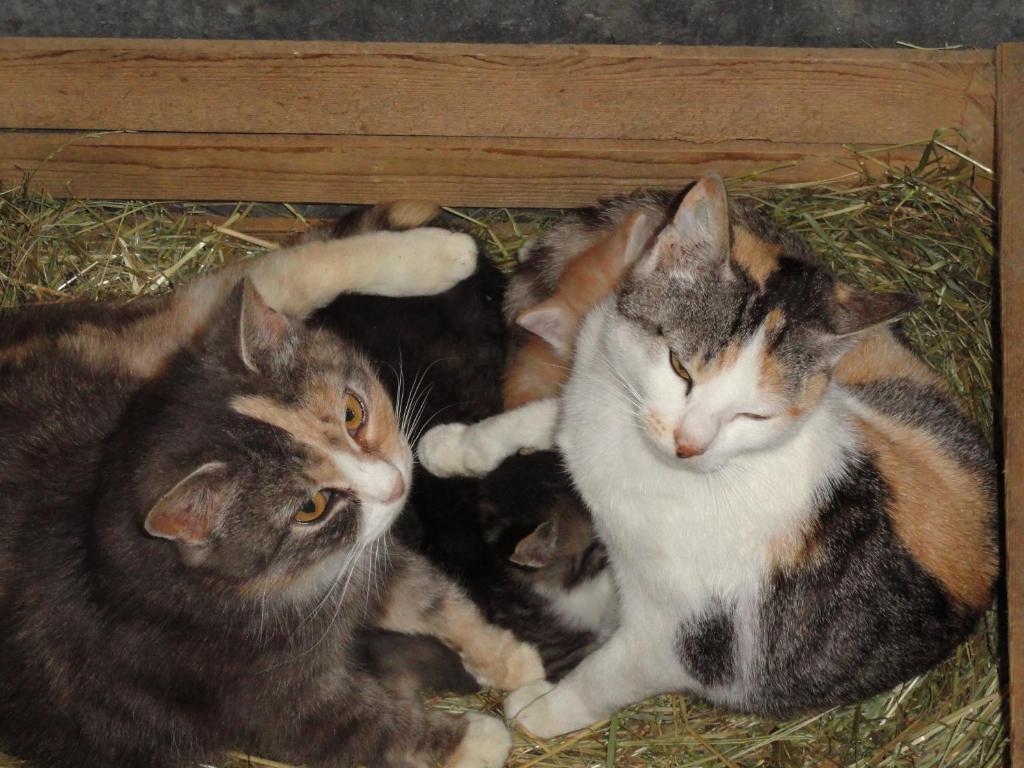 Farm stay Baby- Und Kinderhof Aicherbauer Seeham