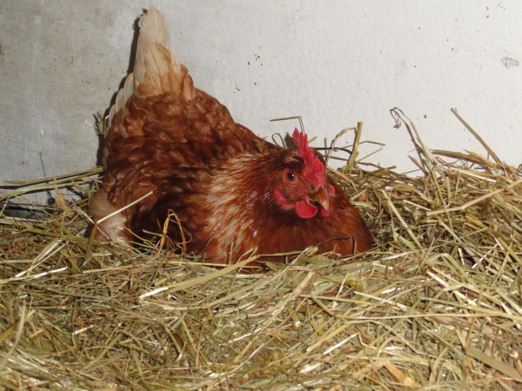 Baby- Und Kinderhof Aicherbauer