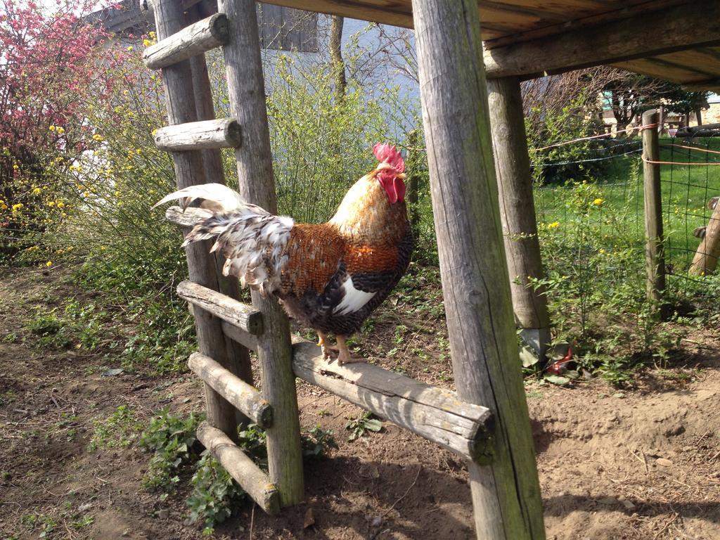 Farm stay Baby- Und Kinderhof Aicherbauer *