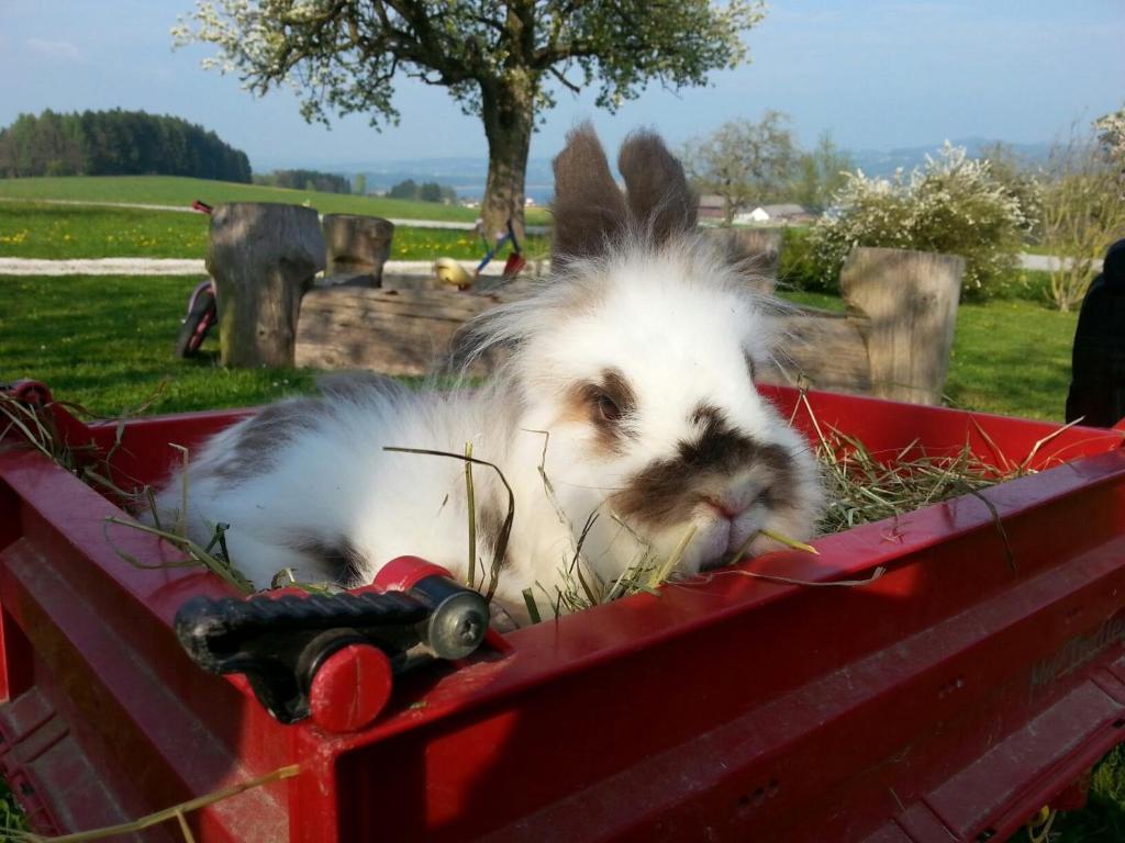 Baby- Und Kinderhof Aicherbauer Farm stay Seeham